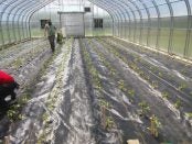intensive organic production courses