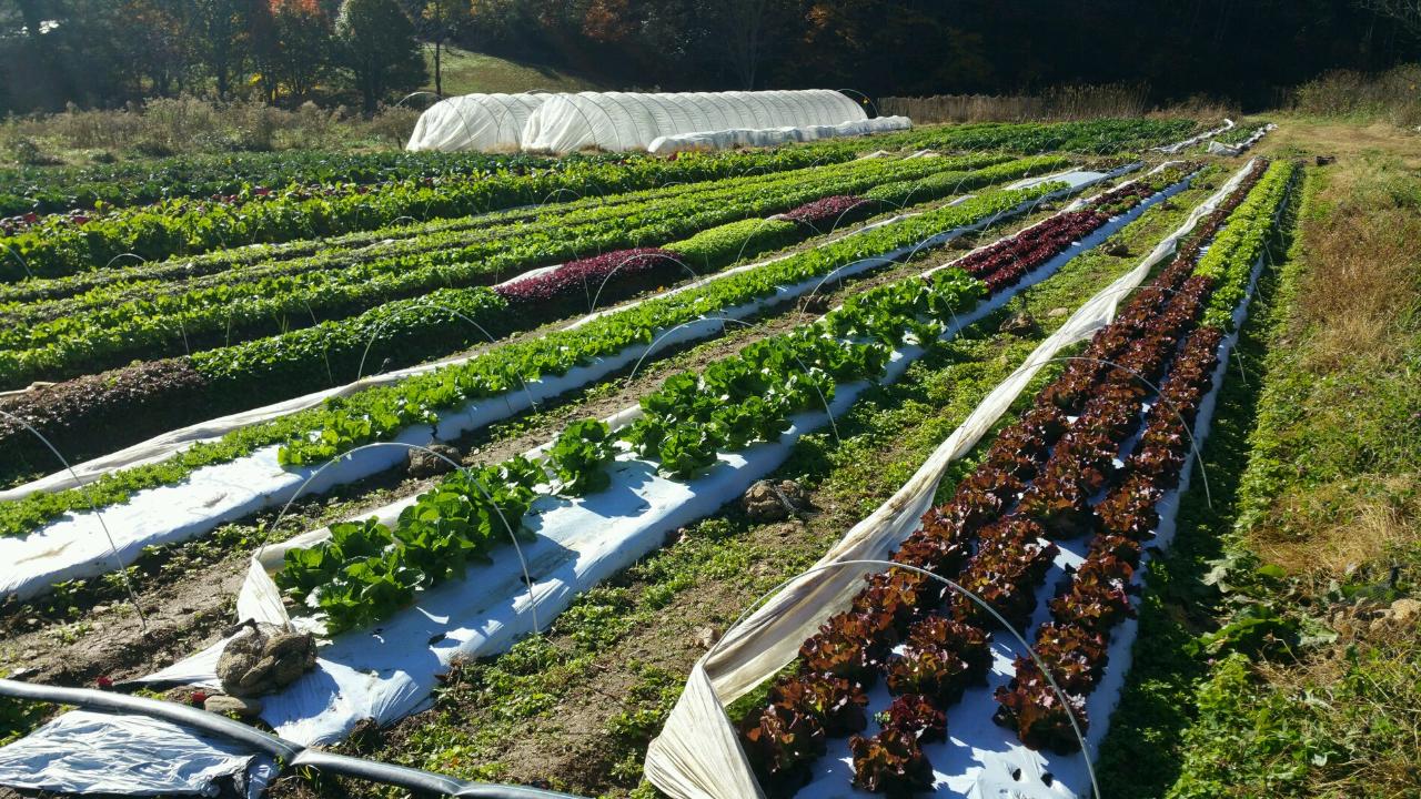 Market Garden