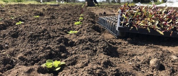 soil born farms