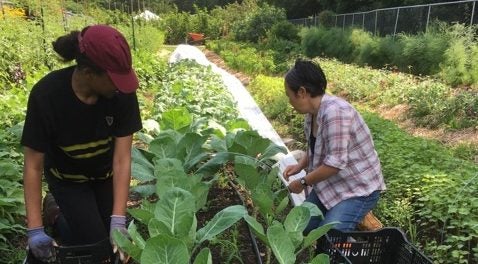 farm and compost internship