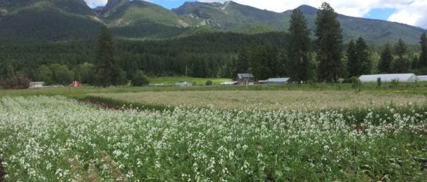 Organic Farm in Montana