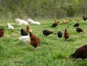 free range poultry workshops and webinars