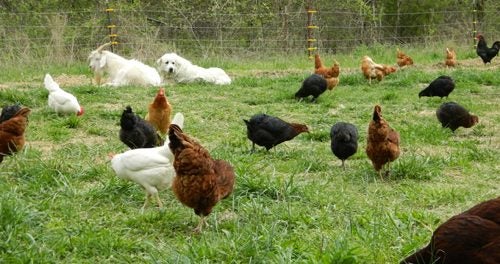 free range poultry workshops and webinars