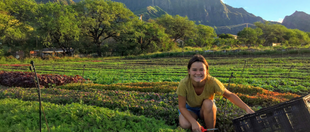 organic farm in Hawaii