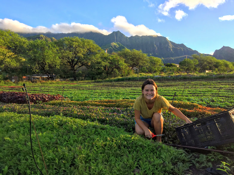 organic farm in Hawaii
