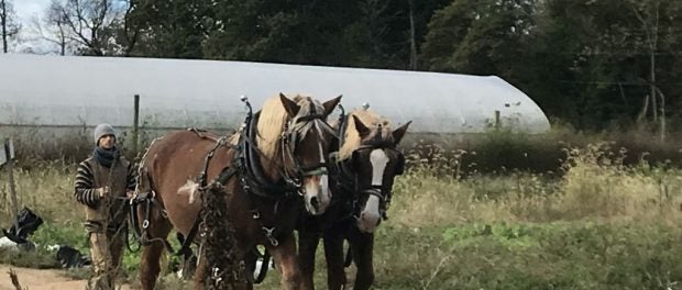 biodynamic farm apprentices