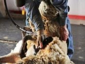 sheep shearing school