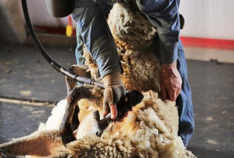 sheep shearing school