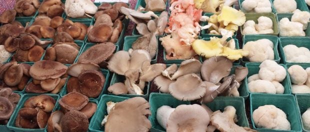 specialty mushroom webinar