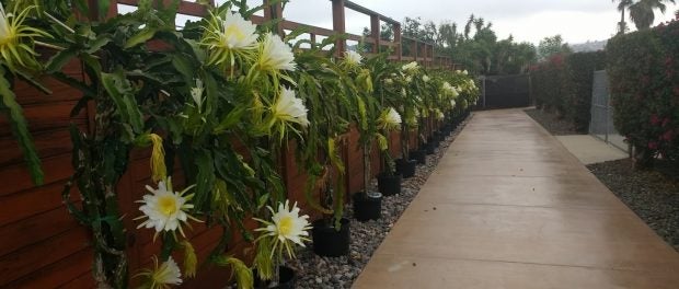 Dragon Fruit Farm Internship