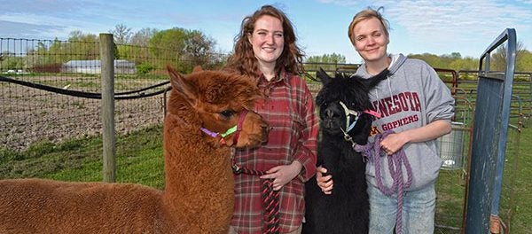 Organic Farm and Alpaca Internship