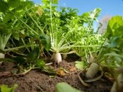 Cover Crop News