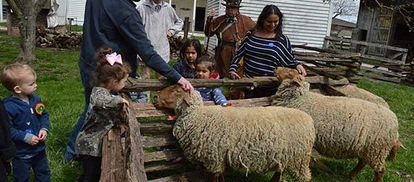 Re-establishing a rare breed of sheep