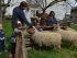 Re-establishing a rare breed of sheep