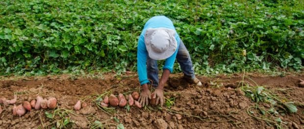 USDA Farmer Grants