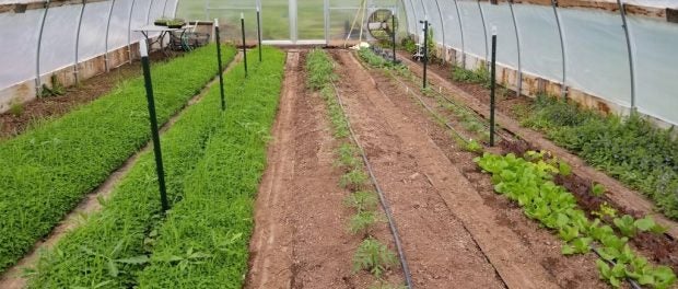 Vegetable Grower Apprenticeship