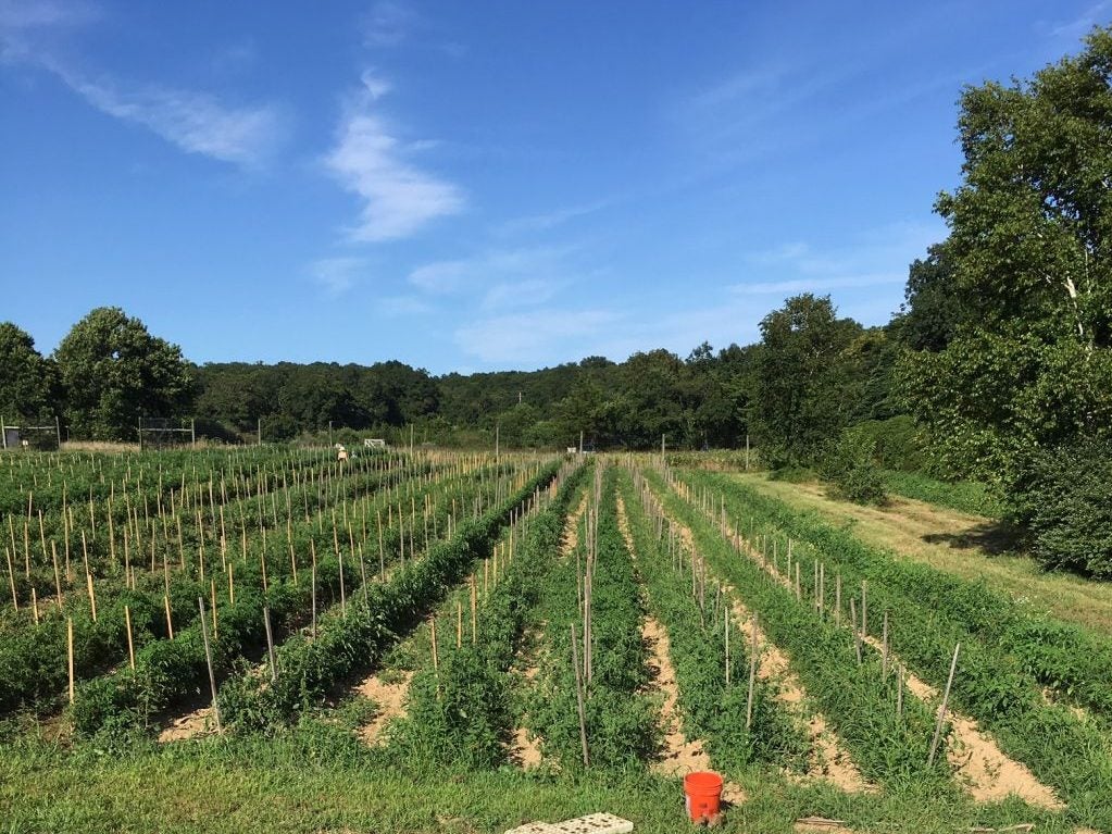 Land Trust Farm Manager Wanted – NY