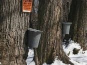 Introduction to Maple Syrup Production