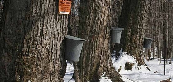 Introduction to Maple Syrup Production