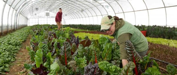 Farm Wholesale Coordinator