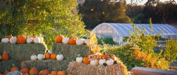 Pumpkins Displayed on Farm