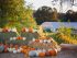 Pumpkins Displayed on Farm