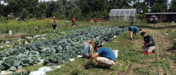 farm internship at Growing Gardens