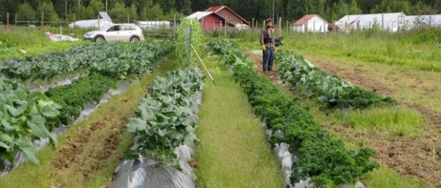 Farm Internships in Alaska
