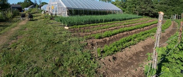 organic farm in Maine