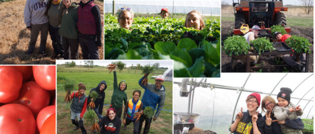 Organic Farm in Minnesota