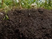 carbon markets in agriculture