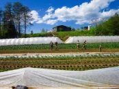 Financing for Underserved and Beginning Farmers