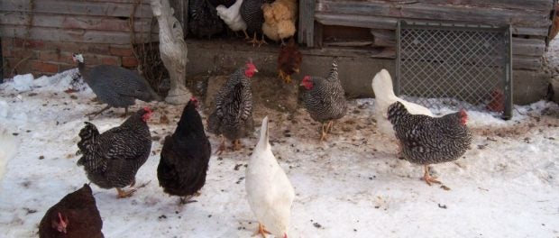 Resources for Poultry Owners and Handlers