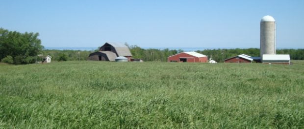 cover crops