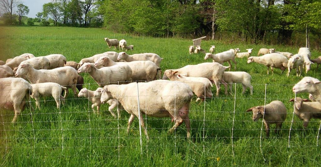 Sheep Production