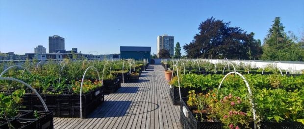 rooftop roots farm