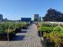rooftop roots farm
