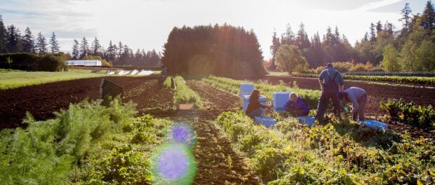 Farm Practicum in Sustainable Agriculture