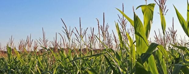 corn field day