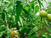 Grow and Sell More Tomatoes