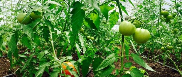 Grow and Sell More Tomatoes