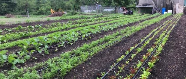 Farmer Wanted in Connecticut