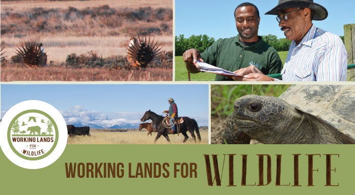 conservation on working lands