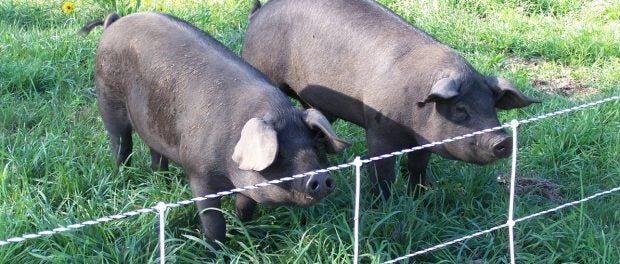 pigs on pasture