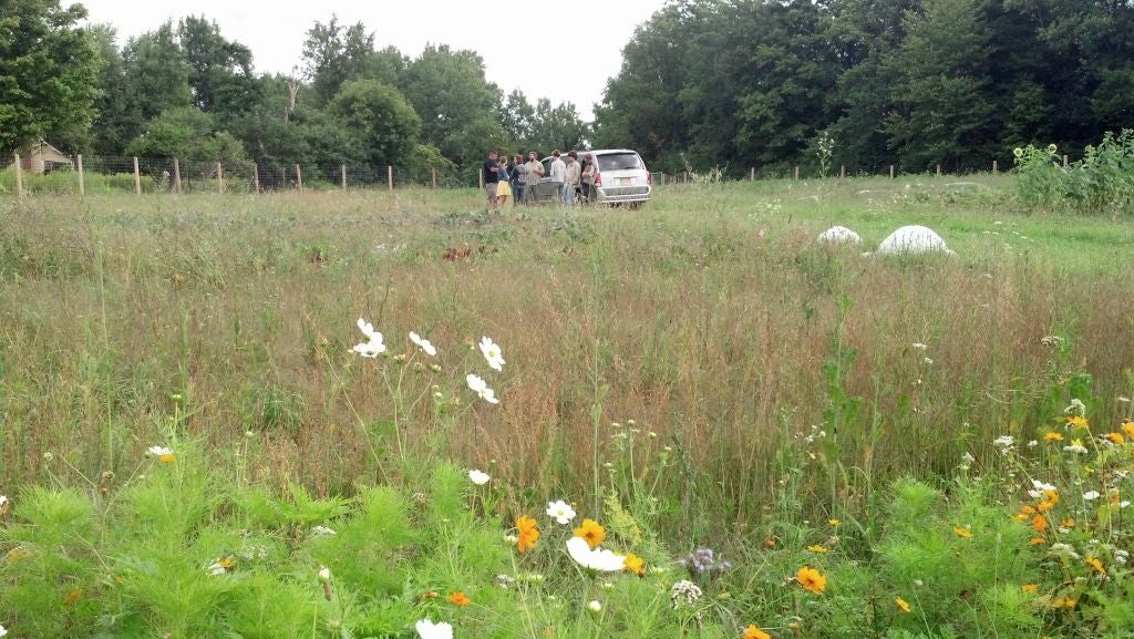 Bee Friendly Farming