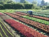 organic farm apprenticeship in Oregon