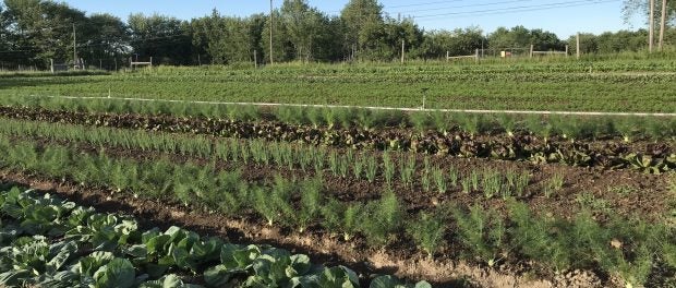 study program, summer work program, independent projects, class visits, events, and workshops. Organic Farm Crew Jobs in Maine