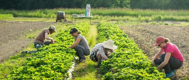 Hands-On Course in Certified Organic Production