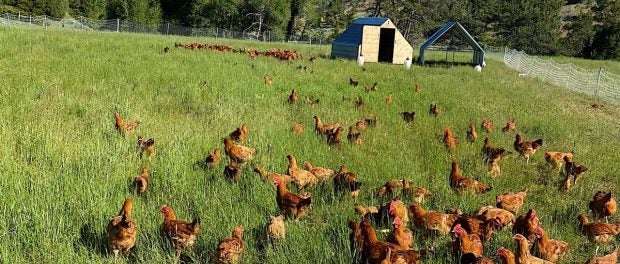 chickens farm montana