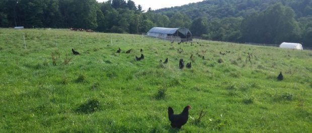 pastured poultry